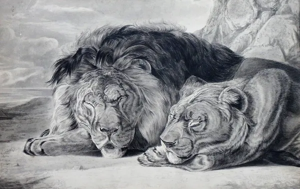 Follower of William Huggins, Sleeping lions, pen, ink, and monochrome watercolour, bears a signature and date, unframed, 20cm x 30cm.