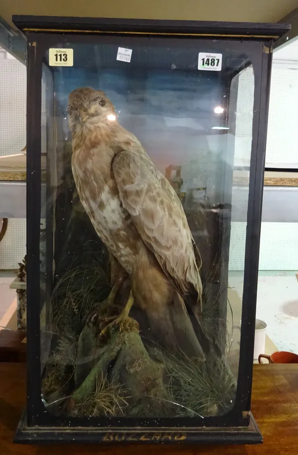 Taxidermy; a stuffed buzzard, late 19th century, mounted against a naturalistic backdrop gilt titled 'BUZZARD' in an ebonised, glazed rectangular case