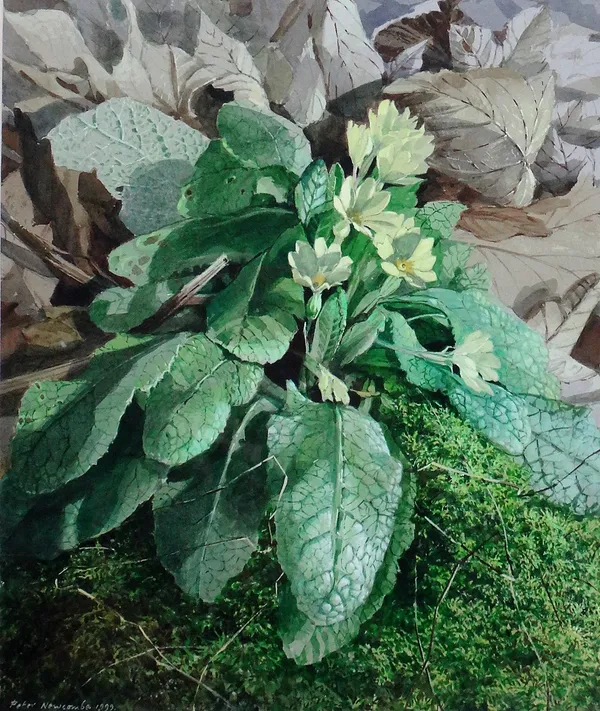 Peter Newcombe, (b.1943), Primroses, watercolour and gouache, signed and dated 1999, 28.5cm x 24cm. DDS