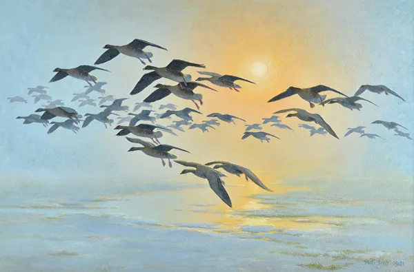 Peter Scott (1909-1989), Geese in flight, oil on canvas, signed and dated 1981, 49.5cm x 75cm. DDS Illustrated