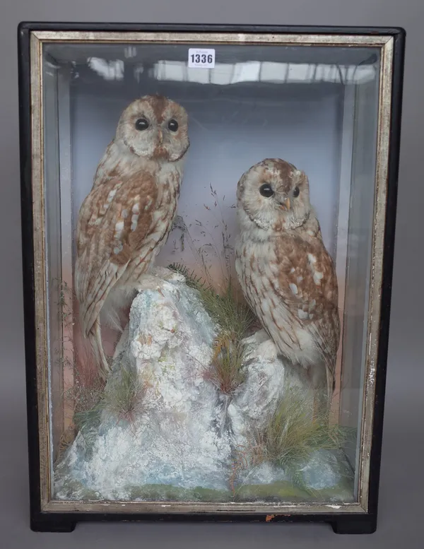 Taxidermy; two stuffed barn owls mounted on a naturalistic rocky ground in an ebonised, glazed case. 60cm high