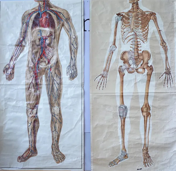 E & H Lambrechts Antwerpen, an anatomical linen backed chart showing the human circulatory system and another similar showing the human skeleton, 185c