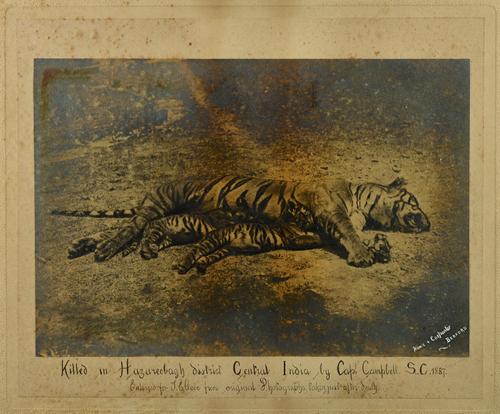 SHIKARI.  Three images of Tigers, ca. 1918:  gelatin silver prints, two captioned Hinde & Carpenter, Union Bank Chambers Bedford, the larger 27cm x 27
