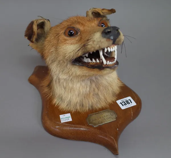 Taxidermy; a stuffed fox's head on an oak shield back, plaque detailed 'Killed at The Freehold, Oct 11th 1902'