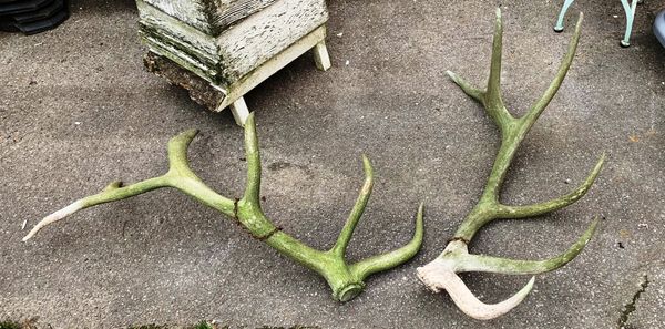 A large pair of antlers, each approx. 110cm long (2).  OUT