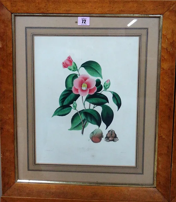 After A. Chandler, Camellia, a set of four engravings with hand colouring, each 36cm x 27cm.(4)  J1