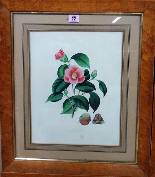 After A. Chandler, Camellia, a set of four engravings with hand colouring, each 36cm x 27cm.(4)  J1