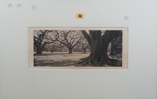 NATURE:  a group of three photographs including a woodland scene, the image 16.3cm x 39cm within mount, and two others, framed and glazed.  (3)