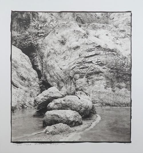 NICK ROSS  (Contemporary)  Tiger Tiger Burning Bright, Jam Ju-Ree, May 21, '13 and Wan Chang Baby Daughter at 2 Months, a group of three platinum prin