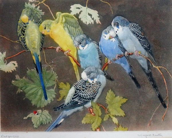 Winifred Austen (1876-1964), Budgerigars, colour aquatint, signed and inscribed, 20cm x 26.5cm. DDS