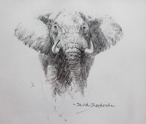 David Shepherd (1931-2017), Approaching elephant, pencil, signed and signed and inscribed on mount, 12cm x 14cm. DDS
