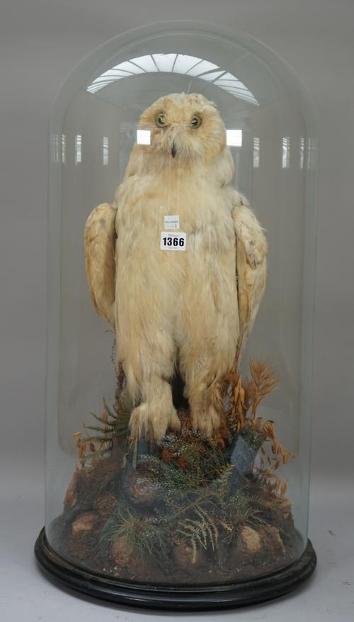 Taxidermy; a snowy owl, late 19th century, on a naturalistic base under a glass dome, 74cm high.