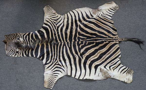 Taxidermy; a Burchell's zebra skin flat rug, 285cm long.