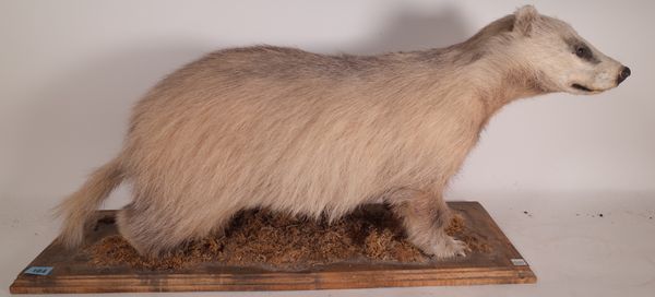 Taxidermy; a 20th century badger on pine plinth base, 72cm wide x 37cm high.