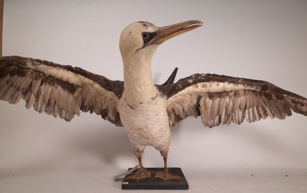 Taxidermy; a 20th century northern gannet 150cm wide x 50cm high.