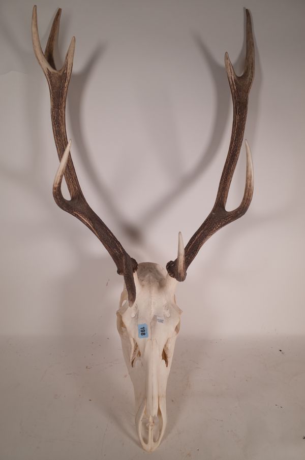 Taxidermy; a 20th century deer skull and antlers, 100cm wide.