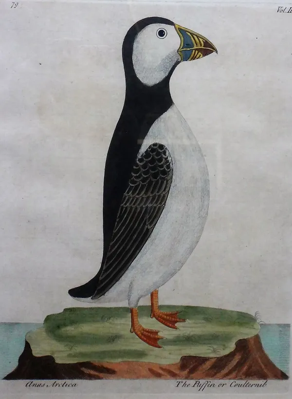 Francois Nicolas Martinet (1731-1804), The Puffin; The Magpie; The Puffin; The Great Sea Loon; The Canada Goose; The Soland Goose, a group of six engr