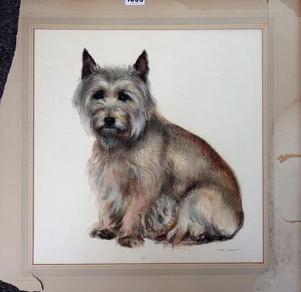 John Skeaping (1901-1980), Study of 'Mister', a Cairn terrier, pastel, signed and dated '61, unframed, 37cm x 36cm. DDS