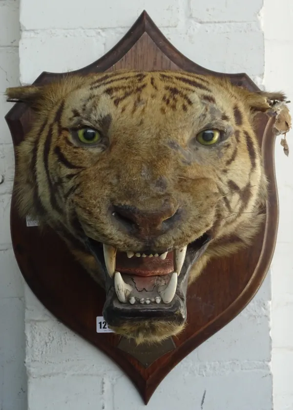 Rowland Ward; trophy mounted tiger head on an oak shield, brass plaque detailed 'NEPAL FEBRUARY 13TH 1894 LENGTH 8FT 7 1/2 INS'. Trade label to rear (