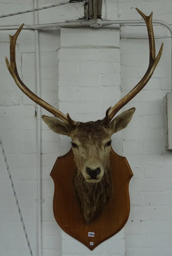 Taxidermy; a shield mounted red deer stag's head, 72cm high.