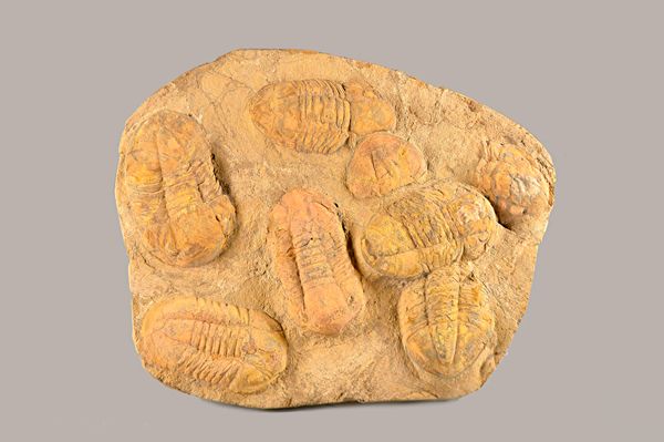 A large Drotops trilobite plaque, Morocco, 69cm.