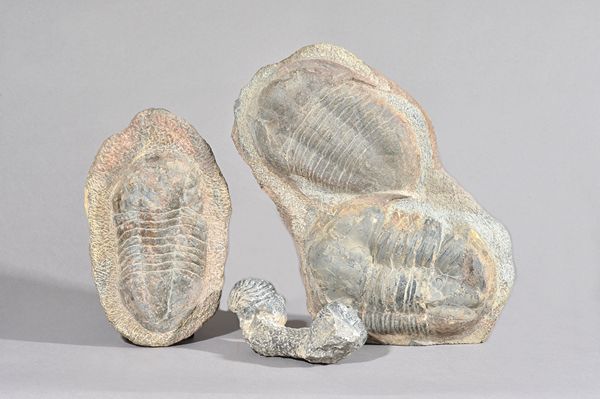 A collection of trilobites including two 'doubles', Morocco, the largest specimen 20cm long.