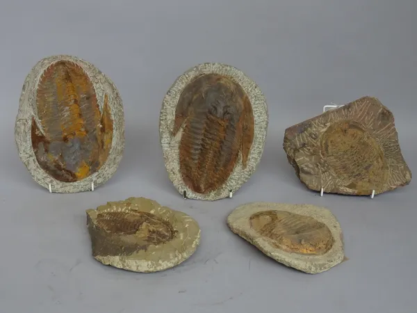 Two positive negative trilobites together with another, Morocco, the largest 21cm. (5)