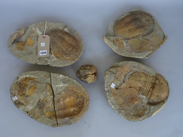 Two positive negative trilobites, together with another (a.f.), Morocco, the largest 34cm. (5)