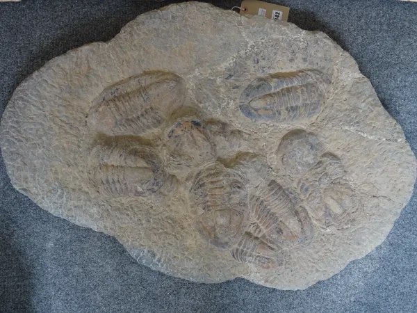 A large Drotops trilobite plaque, Morocco, 90cm.