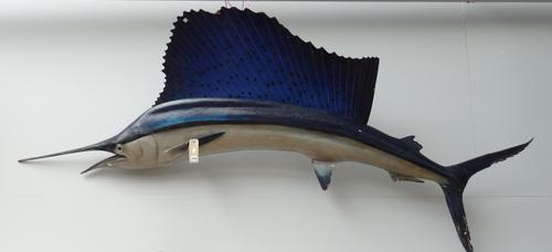 A wood, gesso and composite sail fish, early 20th century, polychrome painted and detailed 'HECHO EN TAXIDERMA MEXICO' with metal wall mount to rear,