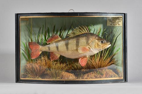 Taxidermy by W.F.Homer, 'Perch' caught by J.C. Swinson Soho loop canal, Birmingham, 11th August 1942', mounted against a naturalistic ground in a glaz