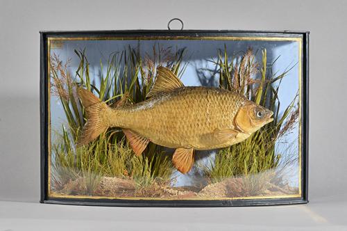 Taxidermy; J. Cooper & Son 'Roach', set against a naturalistic ground in a glazed bowfront case, 46cm wide.