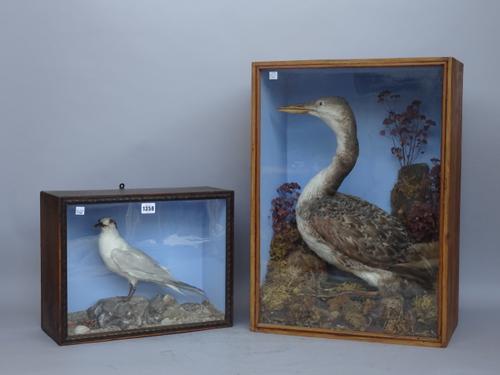 Taxidermy; a common Loon and a Tern, each set against a naturalistic back drop in a glazed wooden case, the tallest 60.5cm high. (2)
