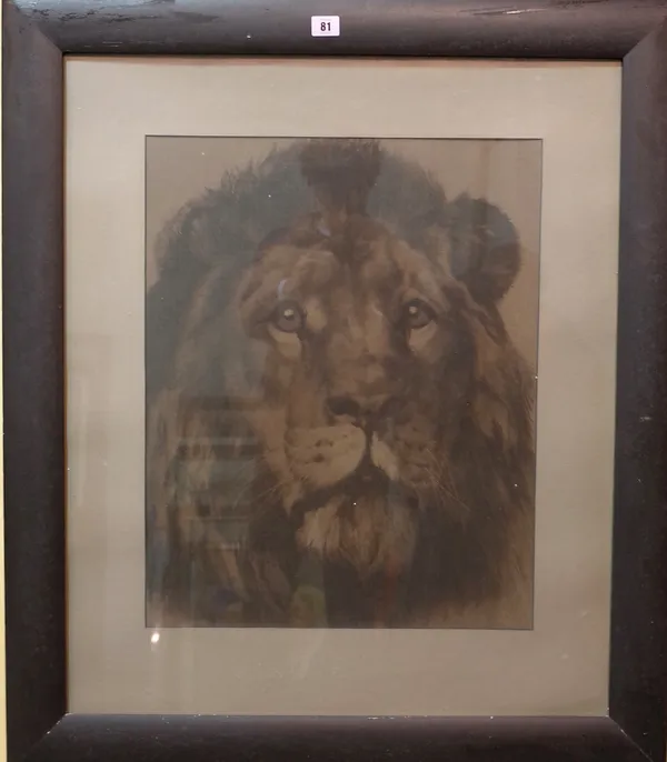 Herbert Thomas Dicksee (1862-1942) Lion head, etching, late 19th century, 57cm x 45cm.  Provenance; property from the late Sir David TangThis lot has