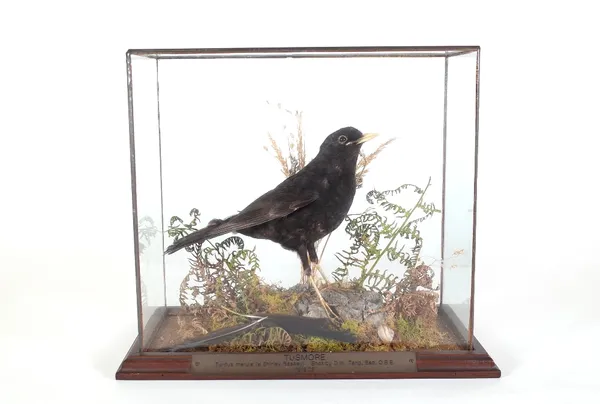 Taxidermy; a cased 'Turdus Merula' with presentation plaque 'Shot by D.W. Tang 13/12/05', 29.5cm high, 34cm wide.  Provenance; property from the late