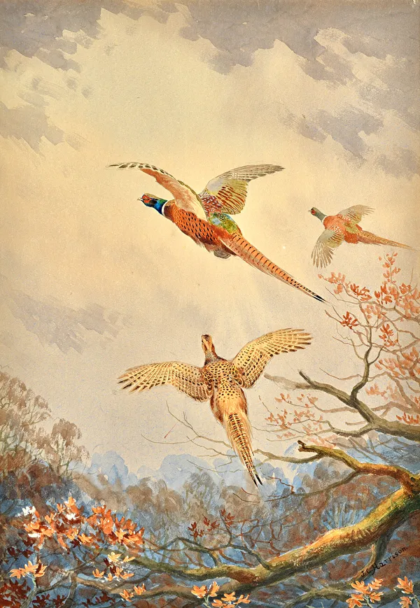 John Cyril Harrison (1898-1985), Pheasants in flight, watercolour, signed, 46cm x 32cm. ARRIllustrated