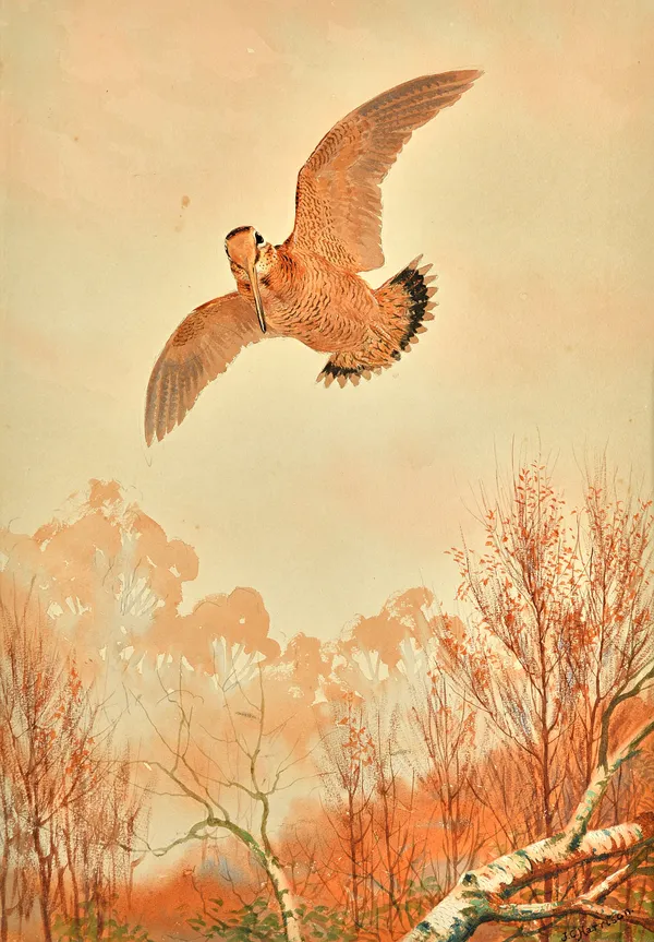 John Cyril Harrison (1898-1985), Woodcock in flight, watercolour, signed, 46cm x 32cm. ARRIllustrated