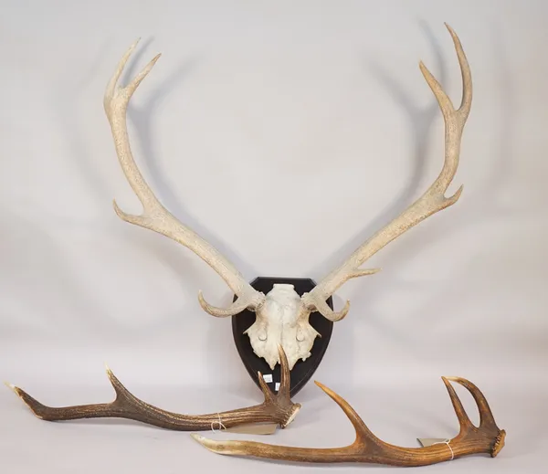 Fourteen point stag antlers mounted on a shaped oak plinth, a smaller set of antlers on an ebonised shield and two separate stag antlers, the first 14