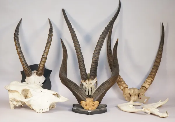 Two sets of antelope horns mounted on wooden shield plaques, two further unmounted sets and an ox skull, (5).