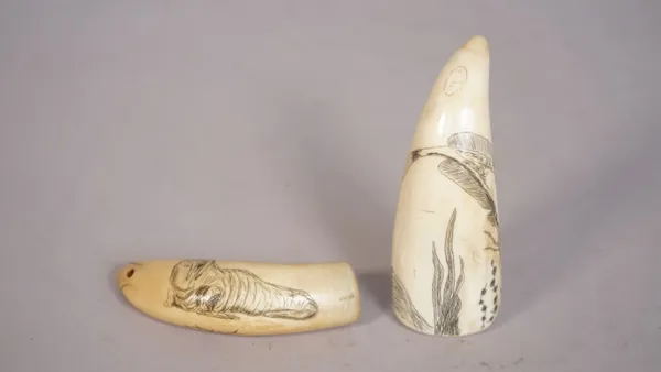 Two late 19th century scrimshaw whales teeth, each decorated in black ink, one detailed with a walrus and Inuit, 9cm, the other with fish, 9.5cm, (2).