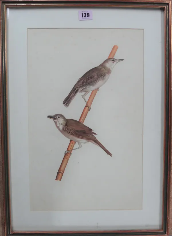 A group of three including, a study of birds perched on bamboo, a pen and ink of a dead bird and a botanical study, watercolour, various sizes (3).