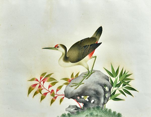 A set of five Chinese paintings, 19th century,watercolour on paper, two painted with birds, three painted with insects amongst flowers, 32cm. by 42cm.