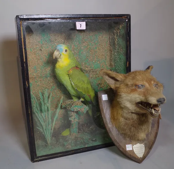 Taxidermy; a cased blue crowned parakeet, 35cm wide x 45cm high and an early 20th century wall mounted fox head, 30cm high, (2).