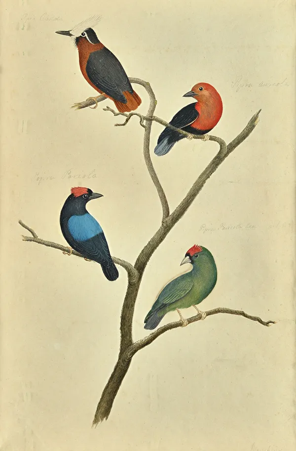 J. Davies (19th century), Ornithological studies, a group of four, watercolour, three signed, two dated 1811 and 1812, some pencil inscriptions, each