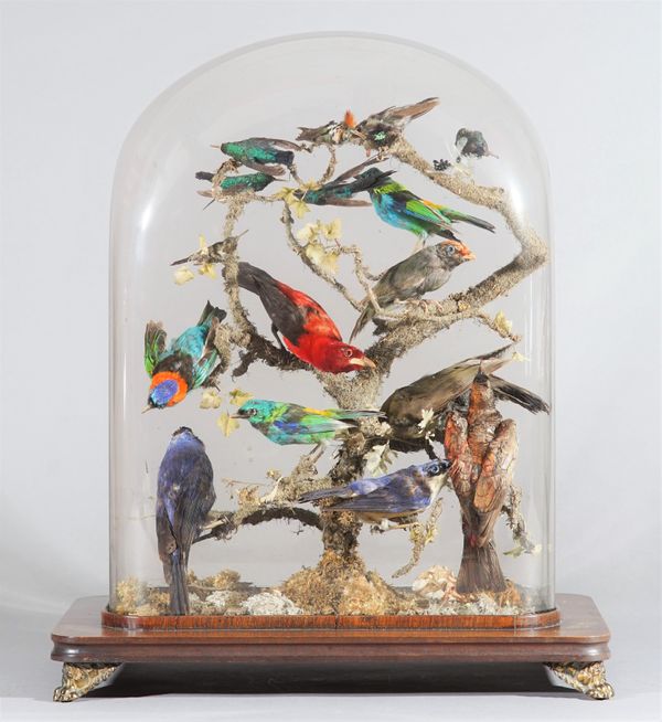 Taxidermy; sixteen tropical small birds, late 19th century, displayed on a naturalistic branch, in a glass dome on a mahogany base with four gilt meta