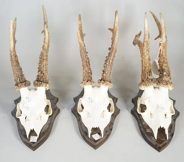 Taxidermy interest, comprising; three 20th century wall mounted deer skulls with antlers, the largest 45cm high, (3).