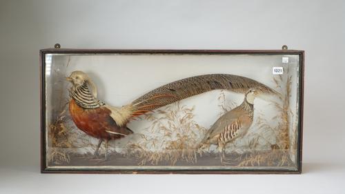 Taxidermy; a stuffed golden pheasant and a French partridge, set against a naturalistic back drop in a glazed rectangular case, remnants of trade labe