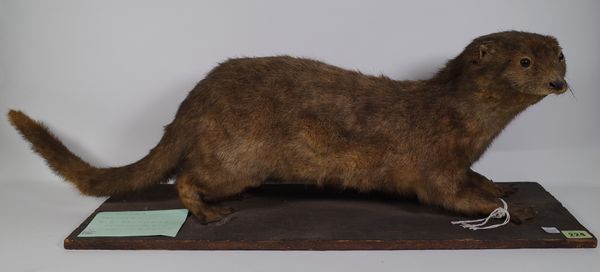 Taxidermy; an early 20th century stuffed otter on pine plinth base, by E.C Saunders, 66cm wide x 26cm high.