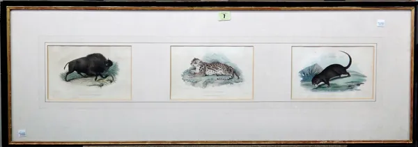 C. Harrison Smith, Bison; Ocelot; Canadian Otter, three engravings with hand colouring, framed as one, each 13cm x 21cm.