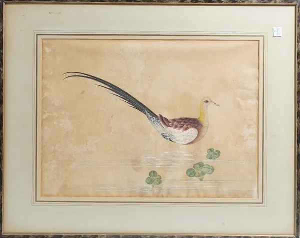 Chinese school 19th century. A pair of watercolour paintings of a pheasant perched on rocks and a wading bird, 31.5cm x 43cm, mounted, framed and glaz